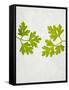 Chervil, Culinary Chervil, Anthriscus Cerefolium, Leaves, Green-Axel Killian-Framed Stretched Canvas