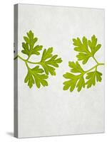 Chervil, Culinary Chervil, Anthriscus Cerefolium, Leaves, Green-Axel Killian-Stretched Canvas