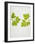 Chervil, Culinary Chervil, Anthriscus Cerefolium, Leaves, Green-Axel Killian-Framed Photographic Print