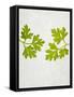 Chervil, Culinary Chervil, Anthriscus Cerefolium, Leaves, Green-Axel Killian-Framed Stretched Canvas