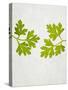 Chervil, Culinary Chervil, Anthriscus Cerefolium, Leaves, Green-Axel Killian-Stretched Canvas
