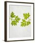 Chervil, Culinary Chervil, Anthriscus Cerefolium, Leaves, Green-Axel Killian-Framed Photographic Print