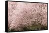 Chery trees in bloom.-William Sutton-Framed Stretched Canvas