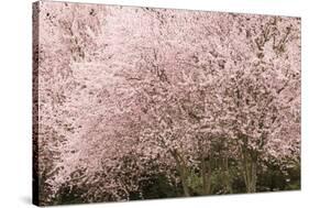 Chery trees in bloom.-William Sutton-Stretched Canvas