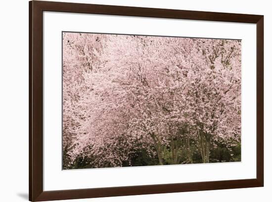 Chery trees in bloom.-William Sutton-Framed Photographic Print