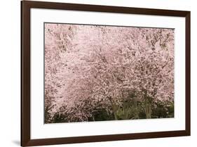 Chery trees in bloom.-William Sutton-Framed Photographic Print