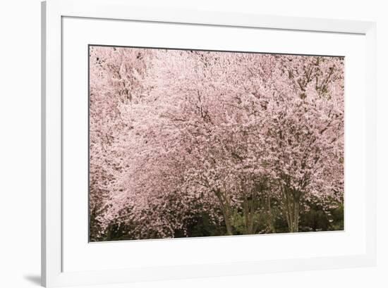 Chery trees in bloom.-William Sutton-Framed Photographic Print