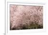 Chery trees in bloom.-William Sutton-Framed Photographic Print