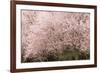 Chery trees in bloom.-William Sutton-Framed Photographic Print