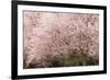 Chery trees in bloom.-William Sutton-Framed Photographic Print