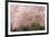 Chery trees in bloom.-William Sutton-Framed Photographic Print