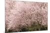 Chery trees in bloom.-William Sutton-Mounted Photographic Print