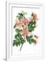 Gramercy White