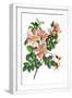 White Frame