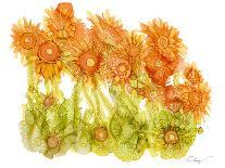 Sunlit Poppies I-Cheryl Baynes-Art Print