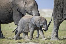 African Elephant (Loxodonta Africana) Baby Trying to Grab the Tail of Adult-Cheryl-Samantha Owen-Framed Photographic Print