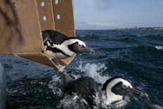 Shark Spotter, in Front of Black Flag at the Kalk Bay Post-Cheryl-Samantha Owen-Photographic Print