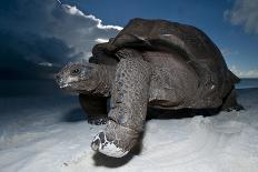 Aldabra Giant Tortoise (Geochelone Gigantea) Walking Along The Sea Shore, Aldabra Atoll, Seychelles-Cheryl-Samantha Owen-Photographic Print