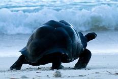 Great White Shark (Carcharodon Carcharias) Breaching-Cheryl-Samantha Owen-Photographic Print