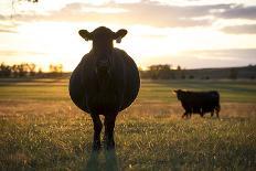 Lynn Ballagh Closing Gate on His Cattle Ranch-Cheryl-Samantha Owen-Photographic Print