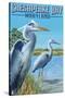 Chesapeake Bay, Maryland - Blue Heron-Lantern Press-Stretched Canvas