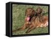 Chesapeake Bay Retriever Dog, Lactating Female and Puppy, USA-Lynn M. Stone-Framed Stretched Canvas