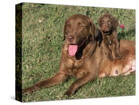 Chesapeake Bay Retriever Dog, Lactating Female and Puppy, USA-Lynn M. Stone-Stretched Canvas