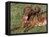 Chesapeake Bay Retriever Dog, Lactating Female and Puppy, USA-Lynn M. Stone-Framed Stretched Canvas