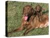 Chesapeake Bay Retriever Dog, Lactating Female and Puppy, USA-Lynn M. Stone-Stretched Canvas