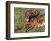 Chesapeake Bay Retriever Dog, Lactating Female and Puppy, USA-Lynn M. Stone-Framed Premium Photographic Print