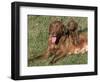 Chesapeake Bay Retriever Dog, Lactating Female and Puppy, USA-Lynn M. Stone-Framed Premium Photographic Print