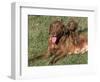 Chesapeake Bay Retriever Dog, Lactating Female and Puppy, USA-Lynn M. Stone-Framed Premium Photographic Print