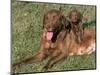 Chesapeake Bay Retriever Dog, Lactating Female and Puppy, USA-Lynn M. Stone-Mounted Premium Photographic Print