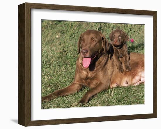 Chesapeake Bay Retriever Dog, Lactating Female and Puppy, USA-Lynn M. Stone-Framed Photographic Print