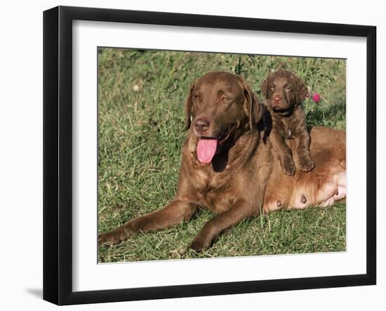 Chesapeake Bay Retriever Dog, Lactating Female and Puppy, USA-Lynn M. Stone-Framed Photographic Print