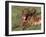 Chesapeake Bay Retriever Dog, Lactating Female and Puppy, USA-Lynn M. Stone-Framed Photographic Print