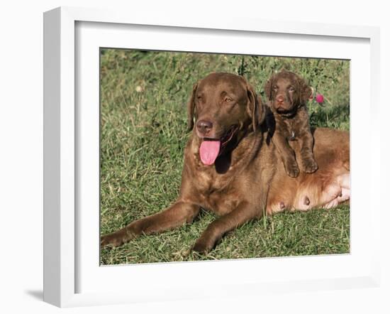 Chesapeake Bay Retriever Dog, Lactating Female and Puppy, USA-Lynn M. Stone-Framed Photographic Print