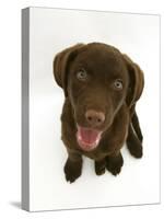 Chesapeake Bay Retriever Dog Pup, 'Teague', 9 Weeks Old Looking Up-Jane Burton-Stretched Canvas