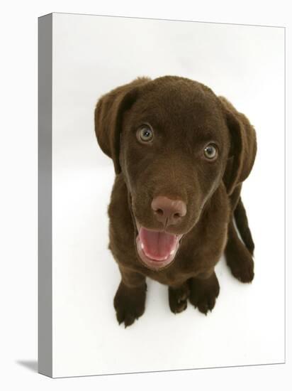 Chesapeake Bay Retriever Dog Pup, 'Teague', 9 Weeks Old Looking Up-Jane Burton-Stretched Canvas