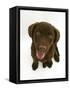 Chesapeake Bay Retriever Dog Pup, 'Teague', 9 Weeks Old Looking Up-Jane Burton-Framed Stretched Canvas