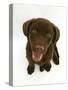 Chesapeake Bay Retriever Dog Pup, 'Teague', 9 Weeks Old Looking Up-Jane Burton-Stretched Canvas