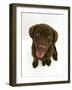 Chesapeake Bay Retriever Dog Pup, 'Teague', 9 Weeks Old Looking Up-Jane Burton-Framed Photographic Print