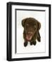 Chesapeake Bay Retriever Dog Pup, 'Teague', 9 Weeks Old Looking Up-Jane Burton-Framed Photographic Print