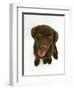 Chesapeake Bay Retriever Dog Pup, 'Teague', 9 Weeks Old Looking Up-Jane Burton-Framed Photographic Print