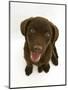 Chesapeake Bay Retriever Dog Pup, 'Teague', 9 Weeks Old Looking Up-Jane Burton-Mounted Photographic Print