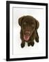 Chesapeake Bay Retriever Dog Pup, 'Teague', 9 Weeks Old Looking Up-Jane Burton-Framed Photographic Print