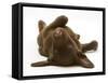 Chesapeake Bay Retriever Dog Pup, Teague, 9 Weeks Old, Rolling on the Ground-Jane Burton-Framed Stretched Canvas