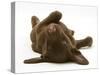 Chesapeake Bay Retriever Dog Pup, Teague, 9 Weeks Old, Rolling on the Ground-Jane Burton-Stretched Canvas