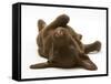 Chesapeake Bay Retriever Dog Pup, Teague, 9 Weeks Old, Rolling on the Ground-Jane Burton-Framed Stretched Canvas