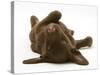 Chesapeake Bay Retriever Dog Pup, Teague, 9 Weeks Old, Rolling on the Ground-Jane Burton-Stretched Canvas
